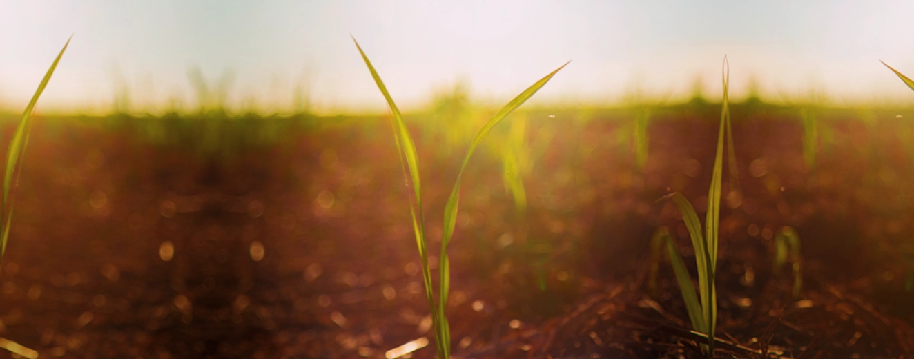 Sustentabilidade: O que é e por que é importante