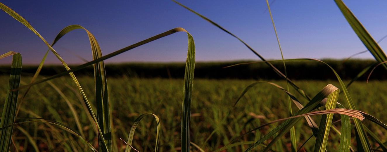 Qual é a importância da sustentabilidade ambiental?