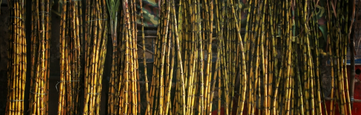 Imagem do Banner